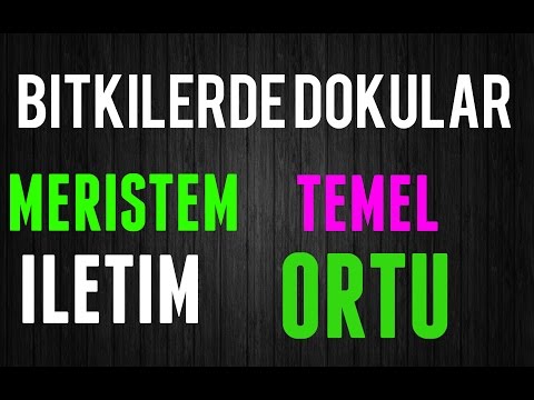 BİTKİLERDE DOKULAR NELERDİR HIZLI ÖĞREN BİYOLOJİ