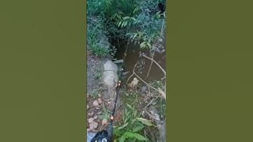 mancing ikan wader#shorts #mancingmania #fishing