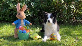 Rory the Quirky Border Collie - Animal Tricks with Easter Eggs - Trick Friends Get Together Again