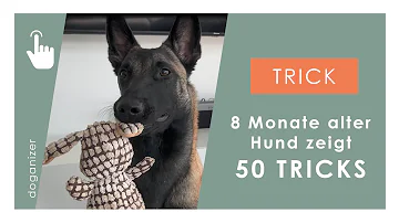 Ist ein 8 Monate alter Hund noch ein Welpe?