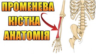 променева кістка анатомія