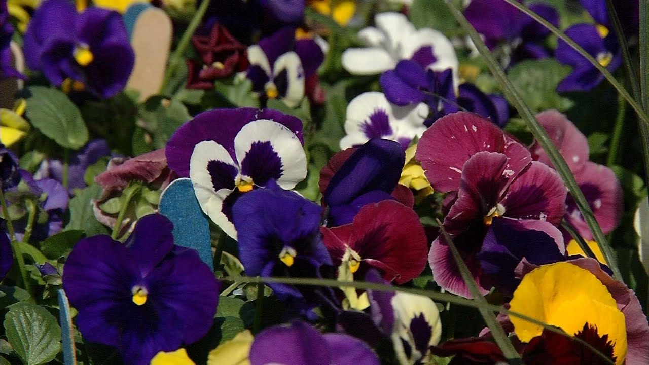 Robbinsdale’s Welna Ace Hardware Opens Garden Center YouTube