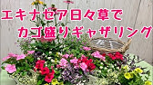 ロータスコットンキャンディ Lotus Hirsutus Brimsutone 夏越しムレないコツ 寄せ植えにプランツギャザリング 花ズバっ 160旬の 花とその使いかた紹介 花創人ガーデニング教室 Youtube ロータスコットンキャンディ Lotus Hirsutus Brimsutone 夏越しムレないコツ 寄せ植えにプランツギャザリング 花ズバっ 160旬の 花とその使いかた紹介 花創人ガーデニング教室 Youtube