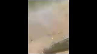 Buaya di sungai mempawah hulu. Main main dengan buaya.