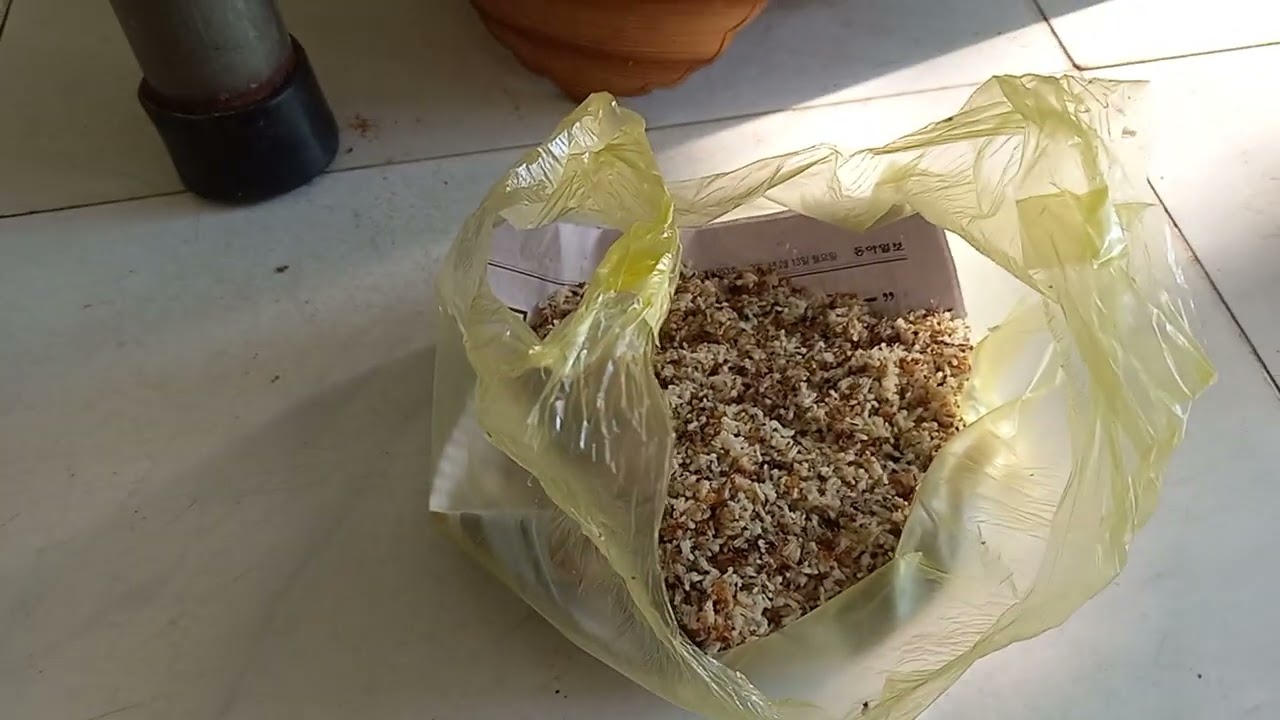 Chim sâu đầu đỏ và Cách cho Ăn để Chim Có Lửa để đi Bẫy hoặc Dợt rừng.