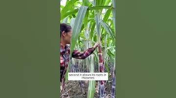 Why do we need to remove leaves of sugarcane? #shorts #plantingtips