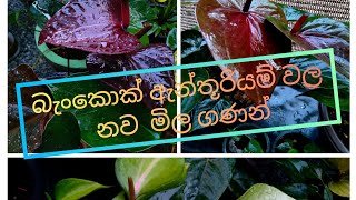 Anthurium harga baru/anthurium Sri Lanka/anthurium sinhala