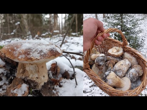 ВЫГНАЛА ЗИМОЙ БАБА В ЛЕС ЗА ГРИБАМИ МУЖИКА, А ОН И НАШЁЛ СДУРУ! ЦЕЛАЯ КОРЗИНА БЕЛЫХ ИЗ-ПОД СНЕГА!