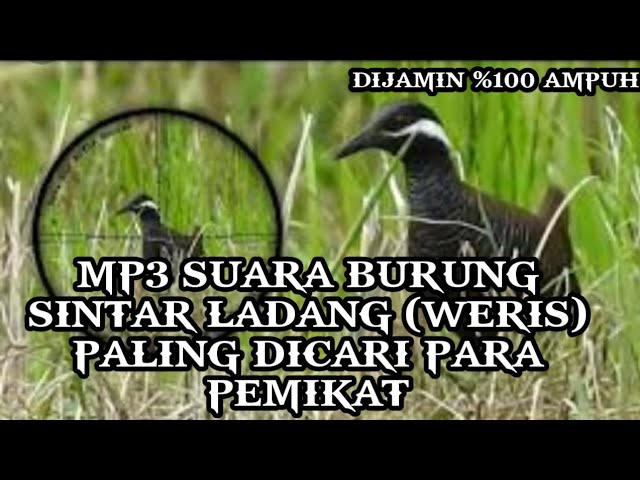 MP3 burung sintar ladang (weris) paling ampuh untuk pikat class=