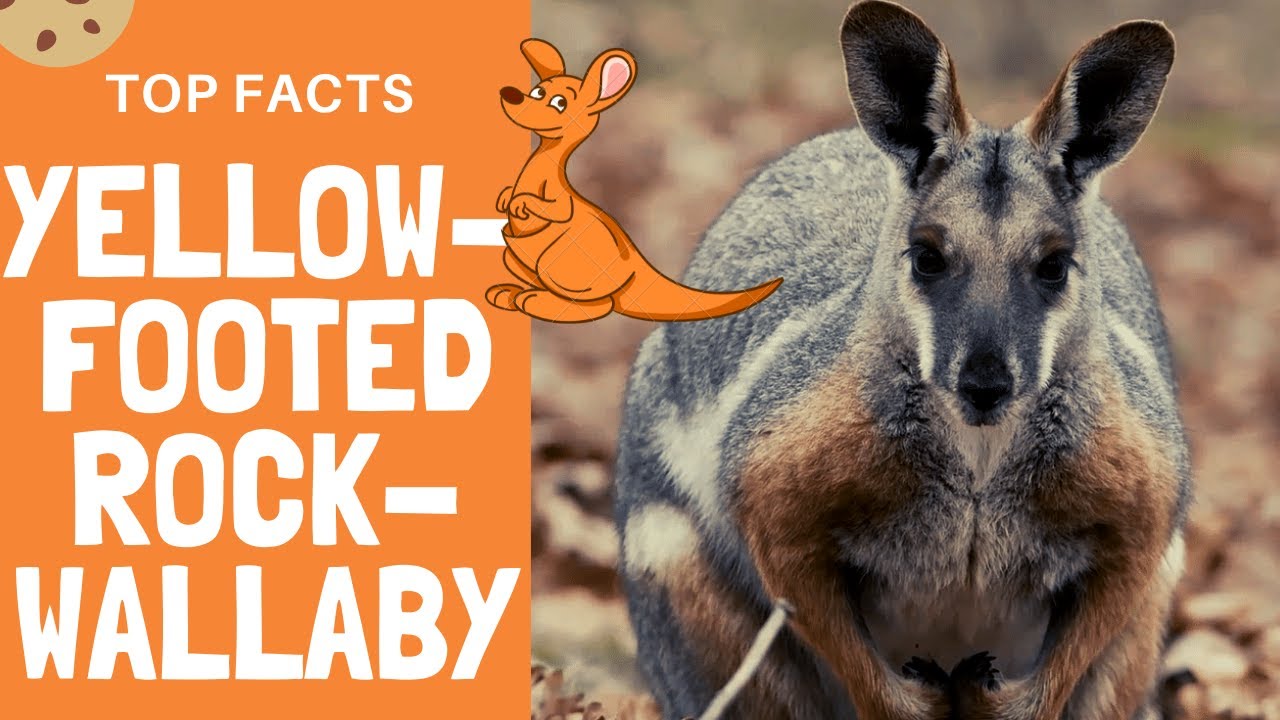 Swamp Wallaby – Quolling Around