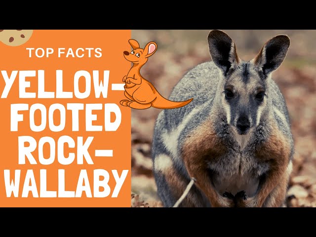 20 Ring Tailed Wallaby Stock Video Footage - 4K and HD Video Clips |  Shutterstock