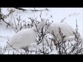 Willow Ptarmigan of Churchill  - 2014