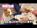 【もはや母親】自分が産んだかのように赤ちゃんを見守るボーダーコリーとつかず離れずの猫！