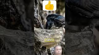 membuat sarang burung walet