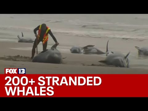 More than 200 whales stranded on Australian coast | FOX 13 Seattle - FOX 13 Seattle