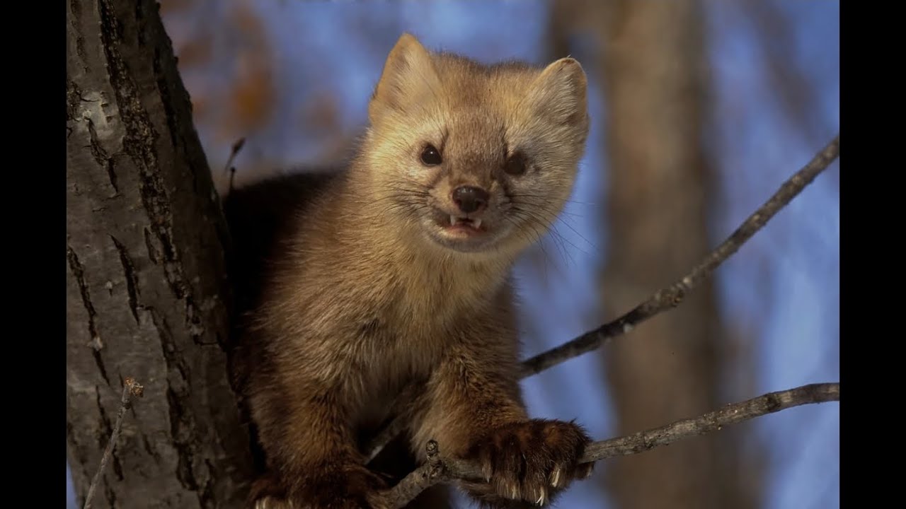 Первый соболь в сезоне! Собака в ярости, зверь не сдаётся.
