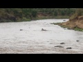 Crocodile eats Zebra during Masai Mara crossing (shot on iPhone)