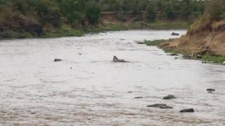 Crocodile eats Zebra during Masai Mara crossing (shot on iPhone)