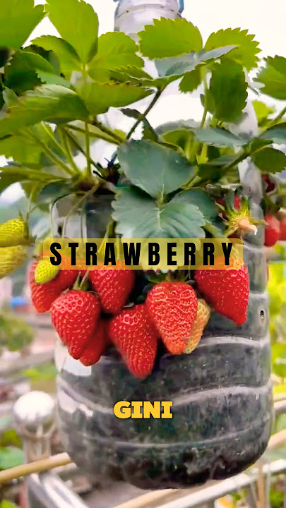 Cara menanam stroberi yang benar #tipsberkebun #berkebunsecaraorganik #berkebun #strawberry #fyp