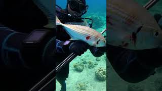 Insane Deep Sea Strike Caught on Camera #fishing #Catchingfish