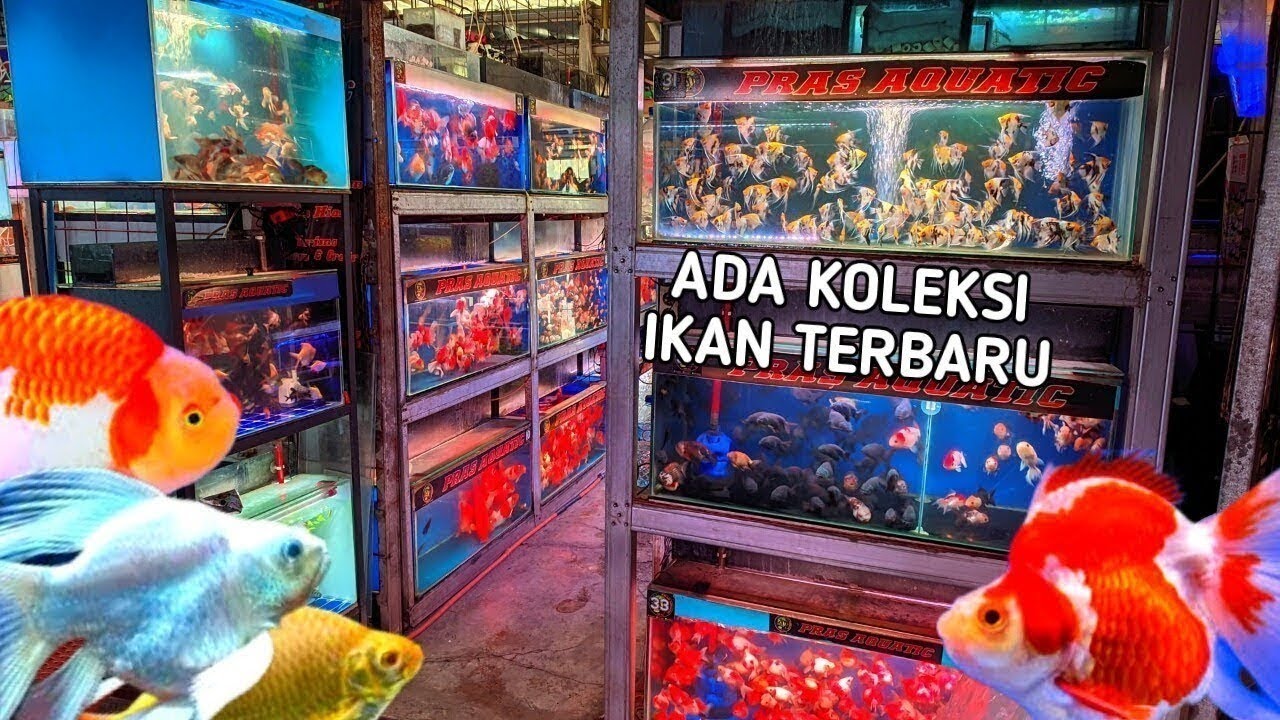 REVIEW HARGA IKAN HIAS KOKI DAN IKAN TANKMATE. HARGA MULAI DARI 5K DI TOKO PRAS AQUATIC.