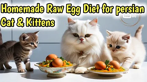 Video 6831811: persian cat food kitten, persian cat healthy, persiancat catfood, lazy cat