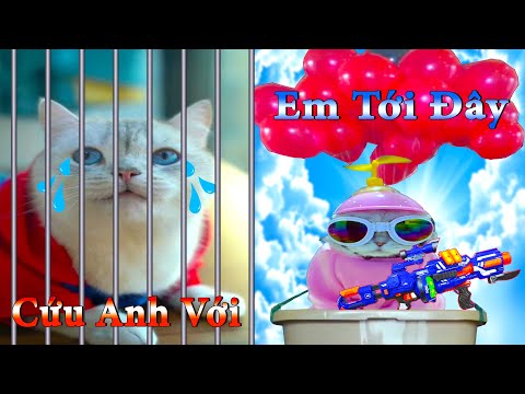 Thú Cưng TV | Dương KC Pets | Mèo Sam Và Miu #2 | mèo thông minh vui nhộn | funny cute smart cat