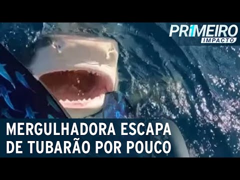 Vídeo: Os sinalizadores assustam os tubarões?