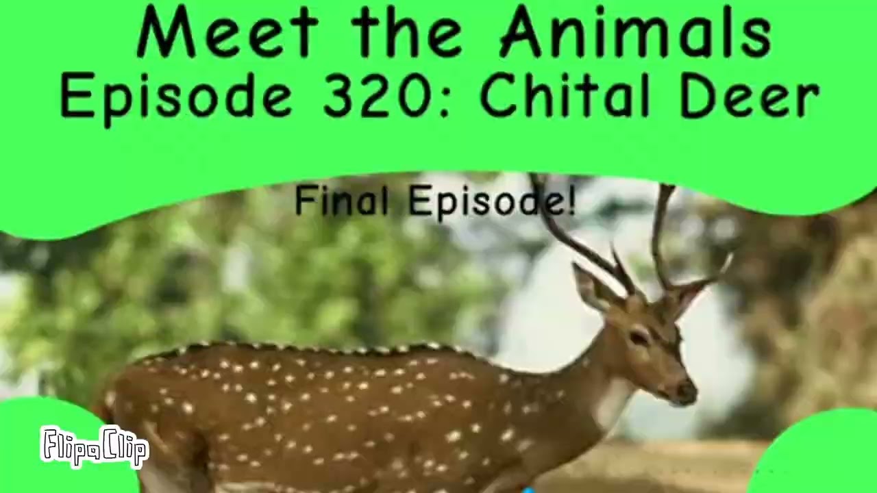 Meet the Animals 320: Chital Deer