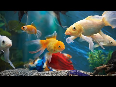 10 Jenis ikan hias air tawar yang bisa disatukan