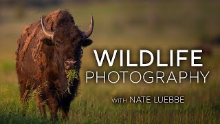 Wildlife Photography in Grand Teton National Park with Nate Luebbe