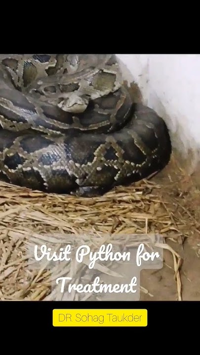 visit Python for Treatment. Sylhet Cantonment #python #python3 # ...