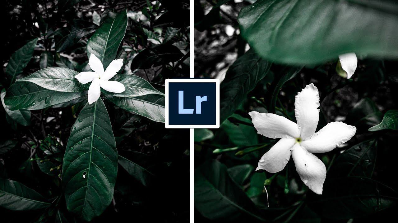 Lightroom EditingDark & Moody flower editing in Lightroom. (Lightroom