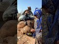砂漠のラクダから学ぶ貴重な教訓