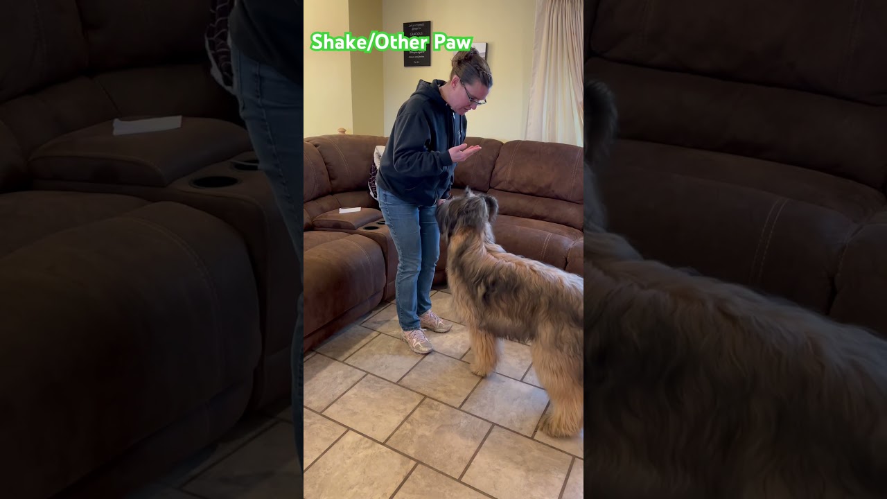 Wicket the Briard - Tricks - Shake/Other Paw 