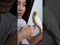 Cockatiel plays peekaboo