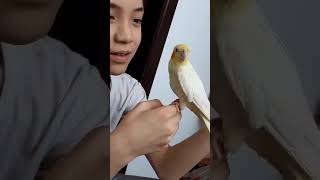 Cockatiel plays peekaboo