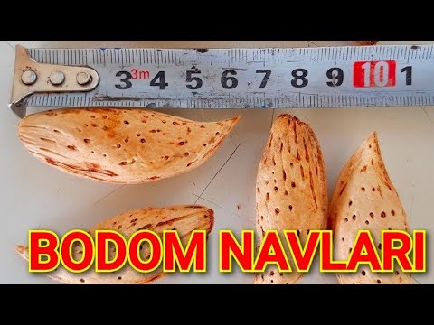 Video: Qahvaning Navlari