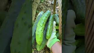 Massive #harvest of #cucumbers today at #community garden. All will be donated at the foodbank.