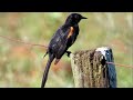 O canto do Encontro na Natureza, Icterus pyrrhopterus, Variable Oriole, Melro, Pega, Xexéu-de-banana