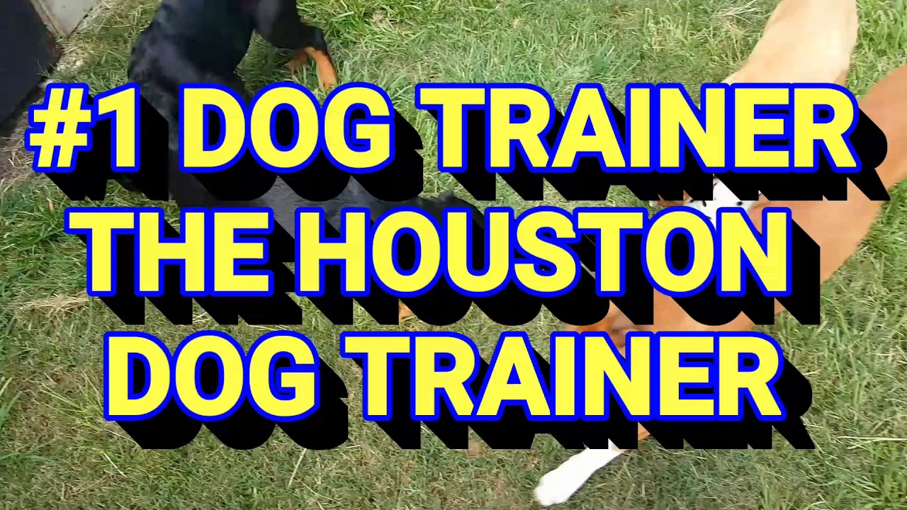 Puppy training dogs of The HOUSTON DOG TRAINER HDT 8328454680
