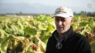 Menos tabaco en el norte extremeño | La besana en verde