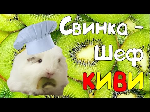 🍴 Новая рубрика СВИНКА-ШЕФ! 🥝Киви