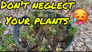 How to keep your plants happy (Episode 87) by The Amateur Aquaponics Guy 62 views 3 weeks ago 5 minutes, 37 seconds