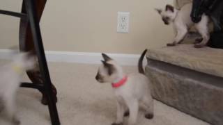 Nashville, Tennessee--Applehead Traditional Kittens--Classic Siamese--Siamese For Sale