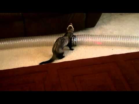 FERRET VS LASER POINTER