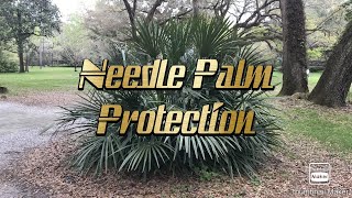 Needle Palm Protection