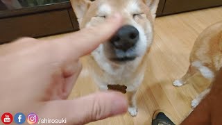 Shiro Has Been Naughty