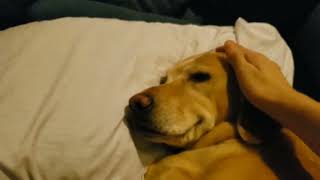 Waking up a thankful doggo having a nightmare
