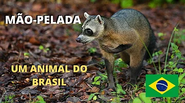 O que representa guaxinim?